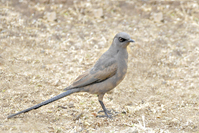 Lamprotornis unicolor